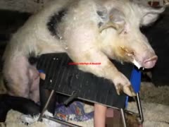 A perverted Asian harlot loves having a pig fuck her.